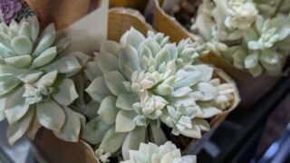 東京でエケベリアがたくさん並ぶ無人販売店|多肉植物専門店リュミエール葛飾店_20260824
