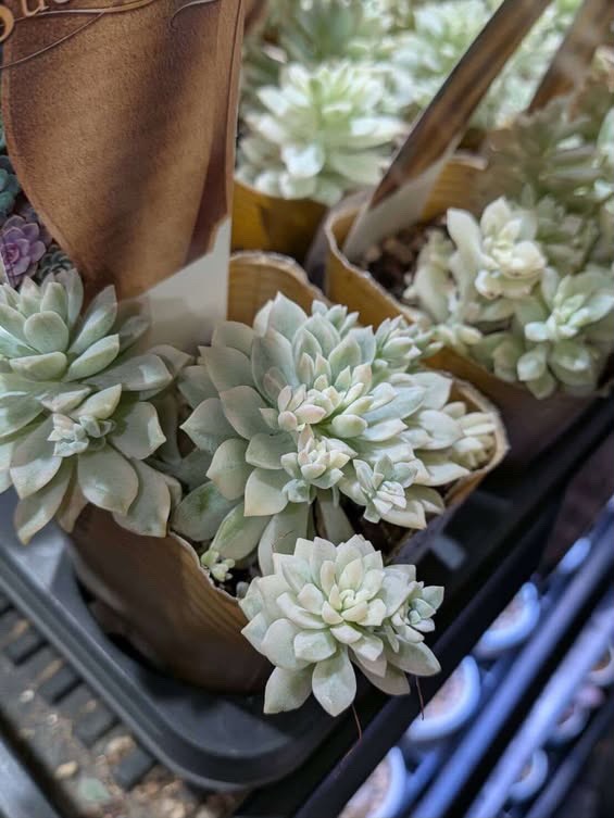 東京でエケベリアがたくさん並ぶ無人販売店|多肉植物専門店リュミエール葛飾店_20260824