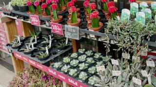 東京でエケベリアがたくさん並ぶ無人販売店|多肉植物専門店リュミエール葛飾店_20260825
