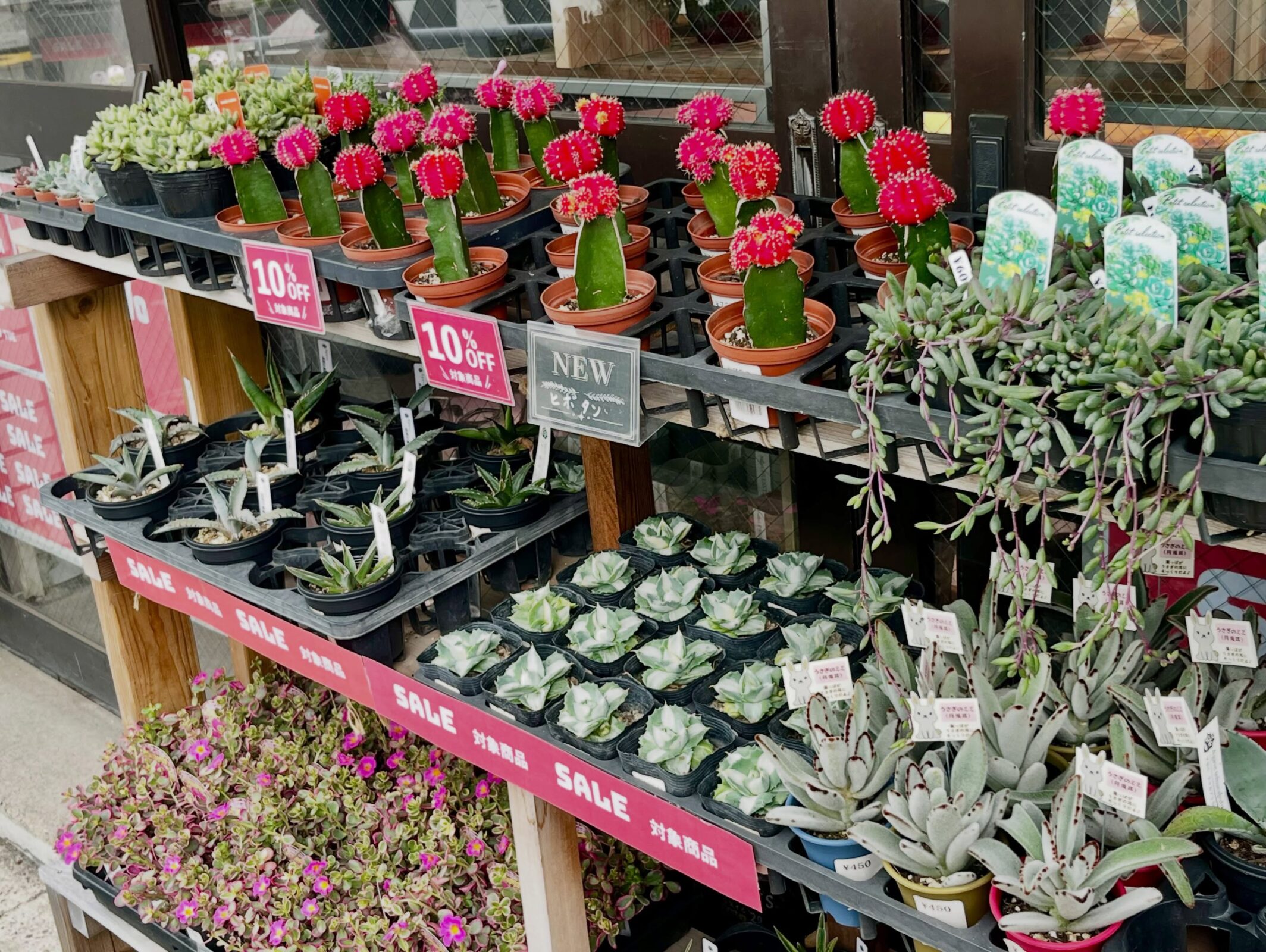 東京でエケベリアがたくさん並ぶ無人販売店|多肉植物専門店リュミエール葛飾店_20260825