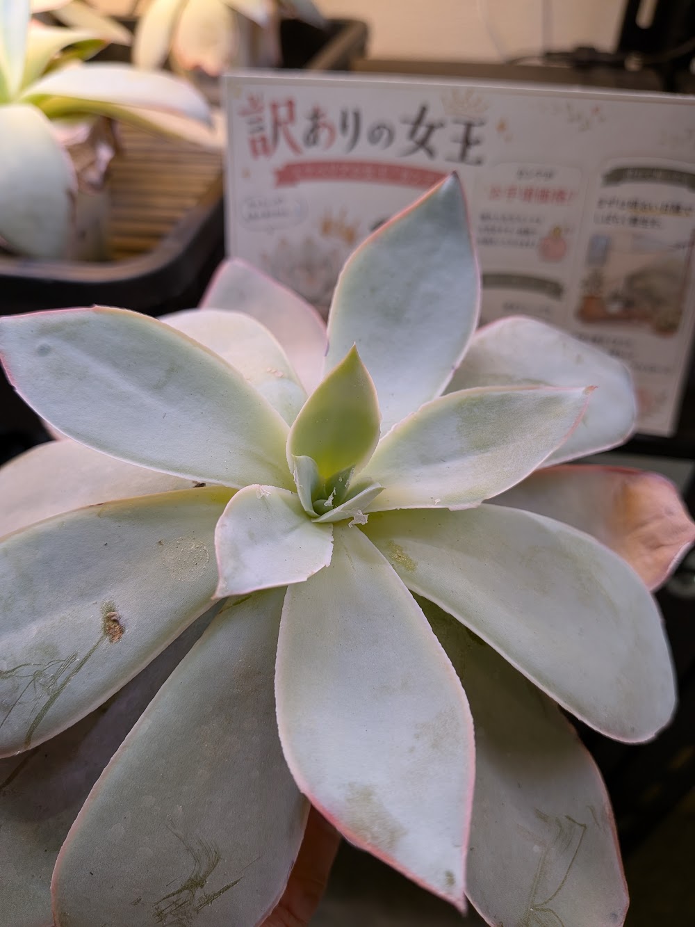 東京でエケベリアがたくさん並ぶ無人販売店|多肉植物専門店リュミエール葛飾店_20260826