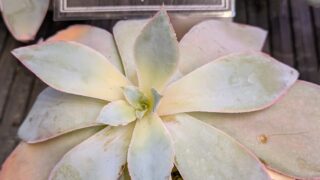 東京でエケベリアがたくさん並ぶ無人販売店|多肉植物専門店リュミエール葛飾店_20260826