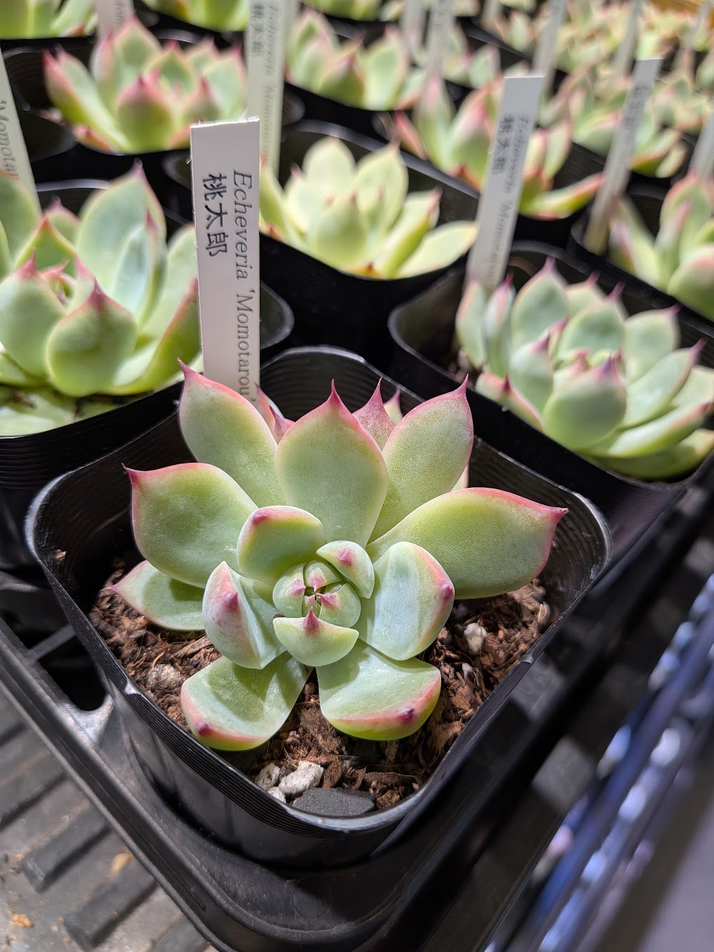 東京でエケベリアがたくさん並ぶ無人販売店|多肉植物専門店リュミエール葛飾店_20260826