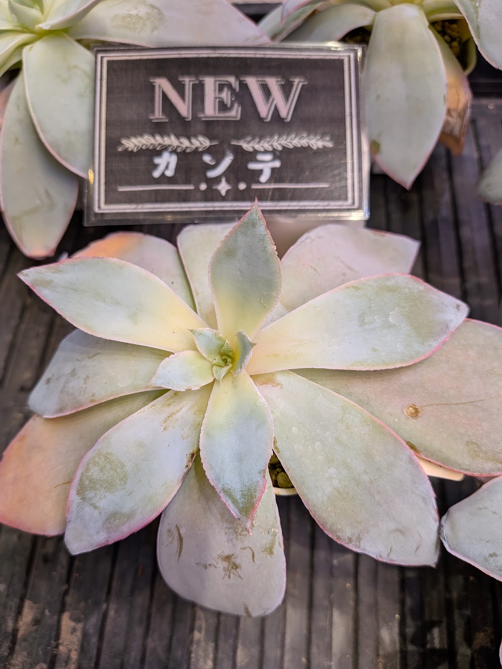 東京でエケベリアがたくさん並ぶ無人販売店|多肉植物専門店リュミエール葛飾店_20260826