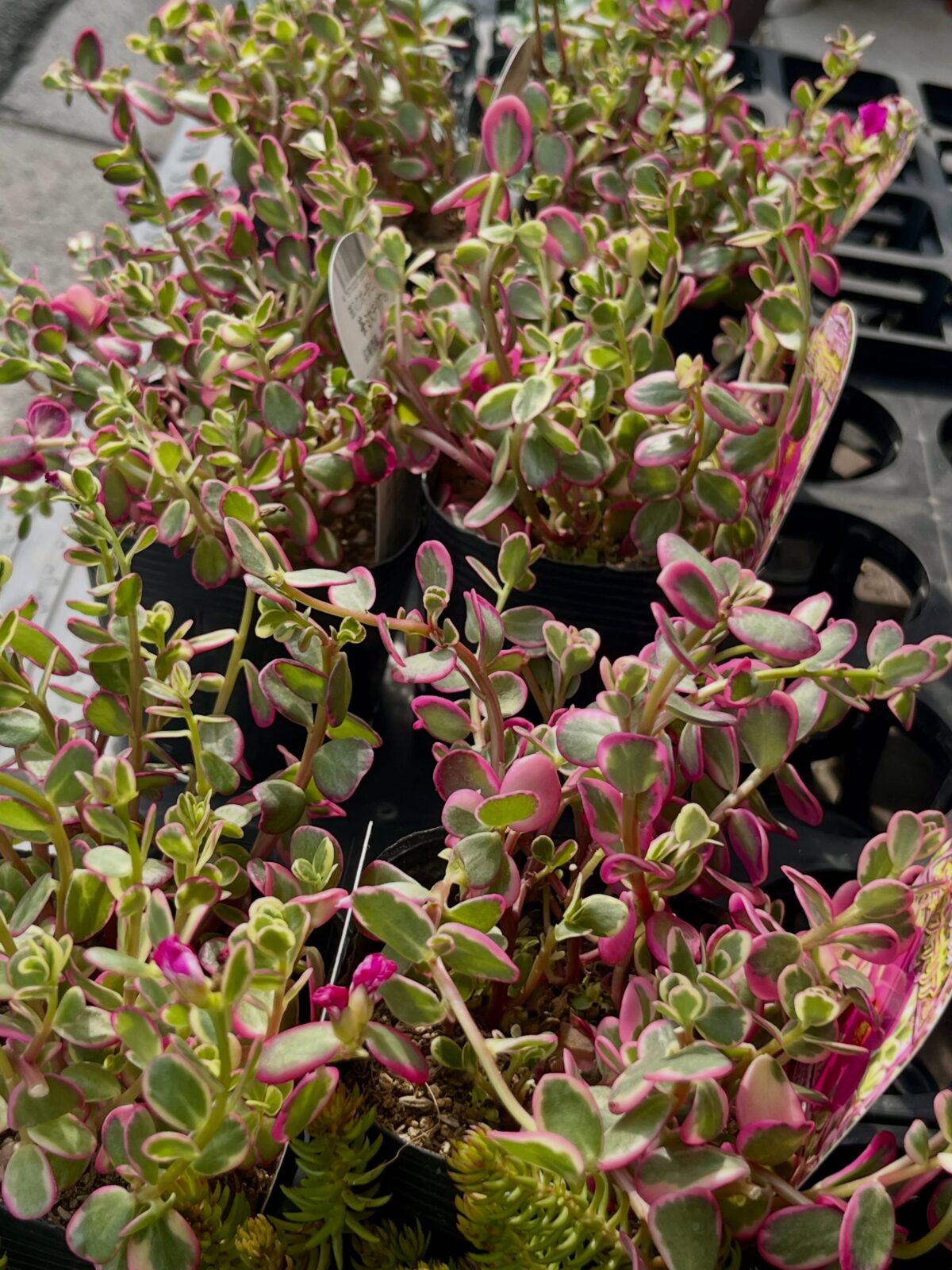 東京でエケベリアがある無人販売店|多肉植物専門店リュミエール 江東区 北砂販売所_20260826