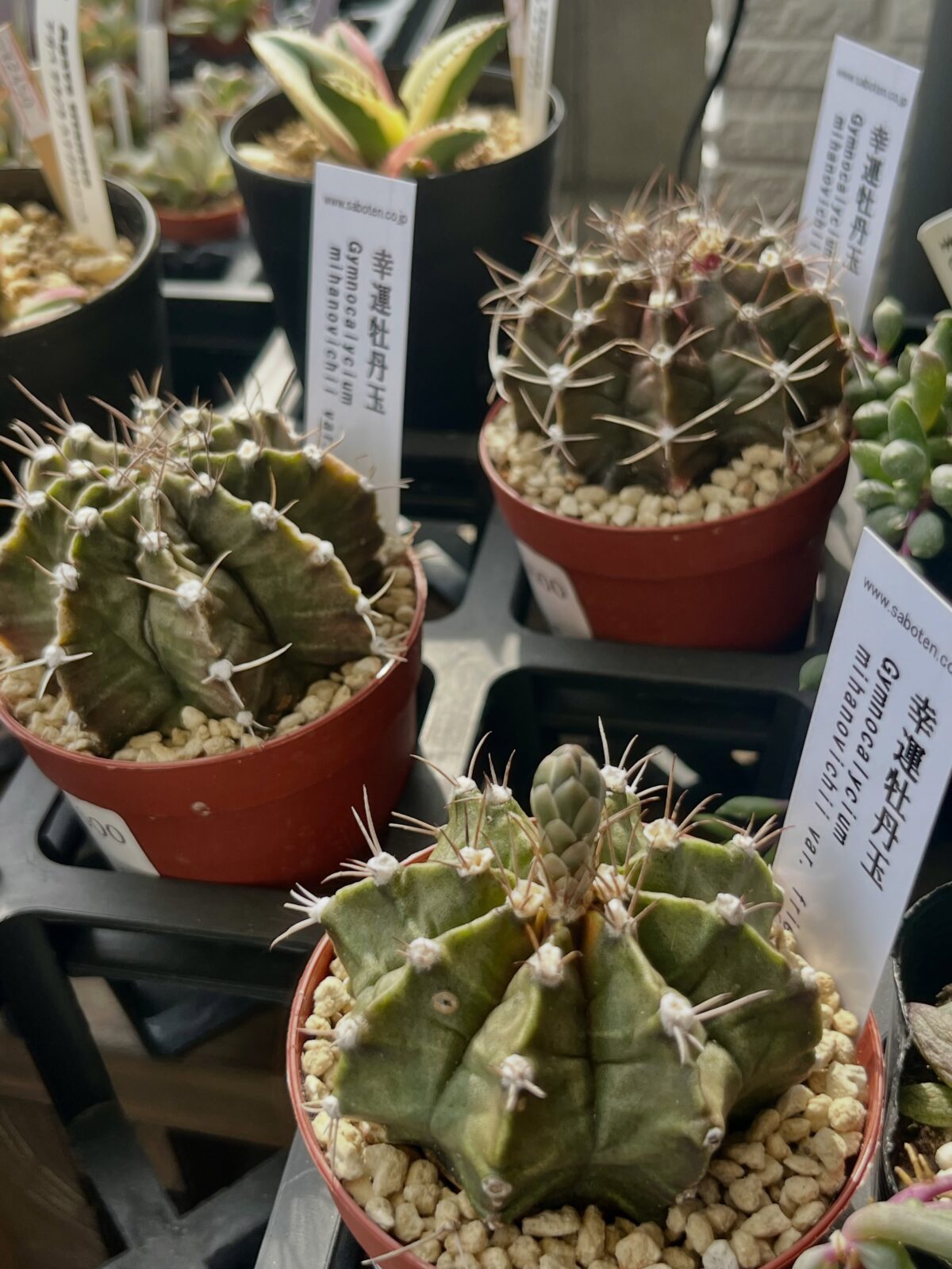 東京でエケベリアがある無人販売店|多肉植物専門店リュミエール 江東区 北砂販売所_20260826