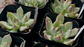 東京でエケベリアがある無人販売店|多肉植物専門店リュミエール 江東区 北砂販売所_20260826