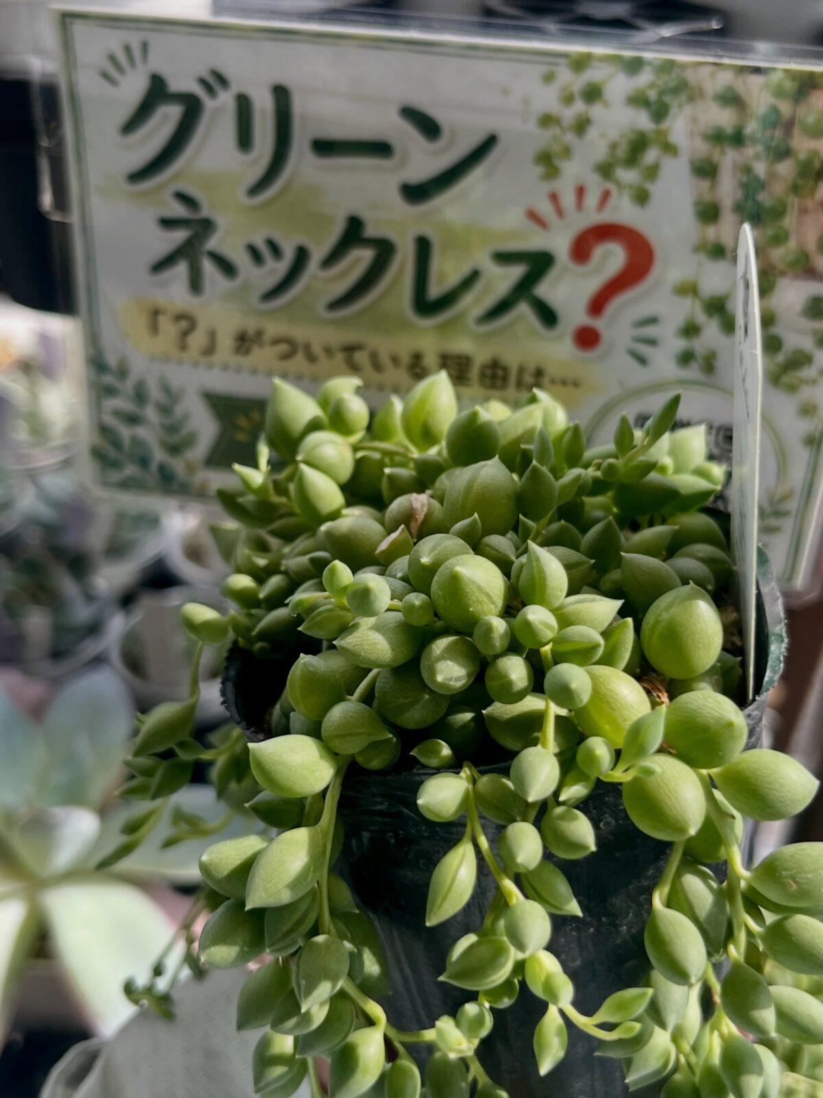 東京でエケベリアがある無人販売店|多肉植物専門店リュミエール 江東区 北砂販売所_20260826