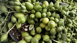 グリーンネックレス?ピーチネックレス?君の名は…
