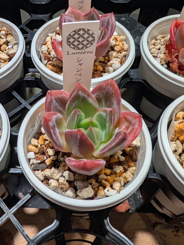 多肉植物【シュガークリスタル】（氷砂糖水晶）　抜き苗 多肉植物【シュガークリスタル】（氷砂糖水晶） 抜き苗 3苗