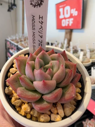 スタッフの推しの多肉🥰ピンクベリー💕 | 多肉植物専門店Lumiere