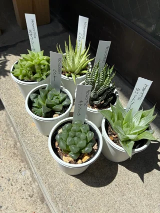新着情報 | 多肉植物専門店Lumiere