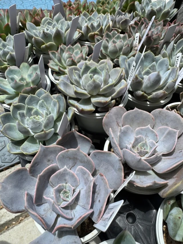 シュガークリスタルどっちが好き⁉️ | 多肉植物専門店Lumiere